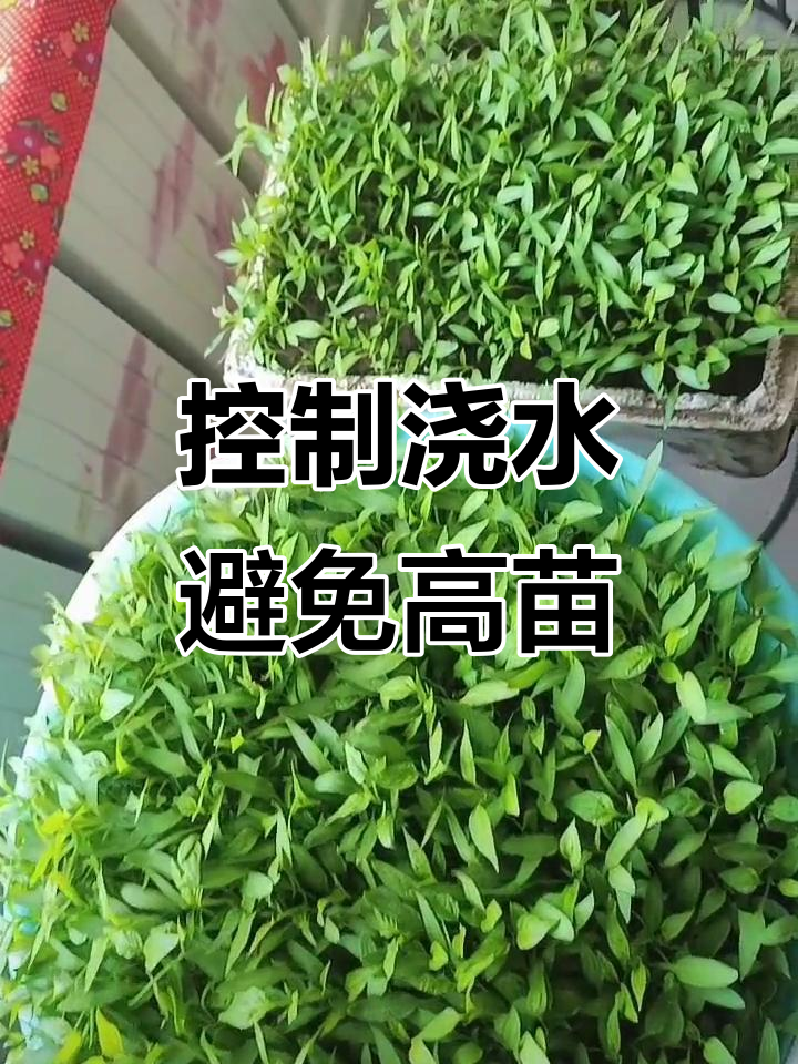 蔬菜秧子细高的原因及解决方法