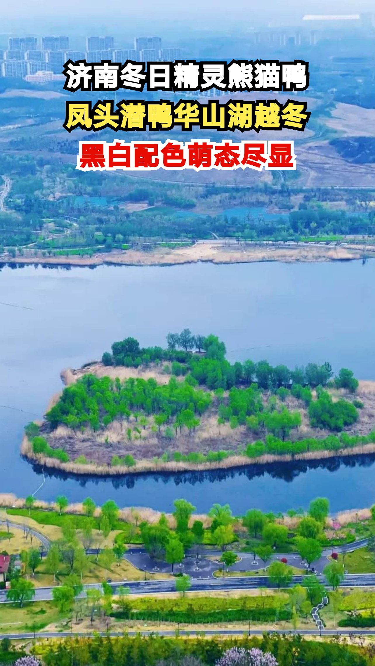 济南华山湖惊现熊猫鸭,这群黑白配色的冬日精灵你见过吗?