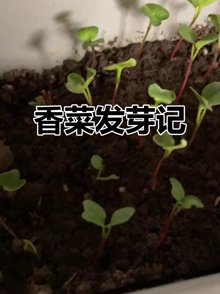 香菜终于发芽,萝卜也长高了!阳台种植生活记录