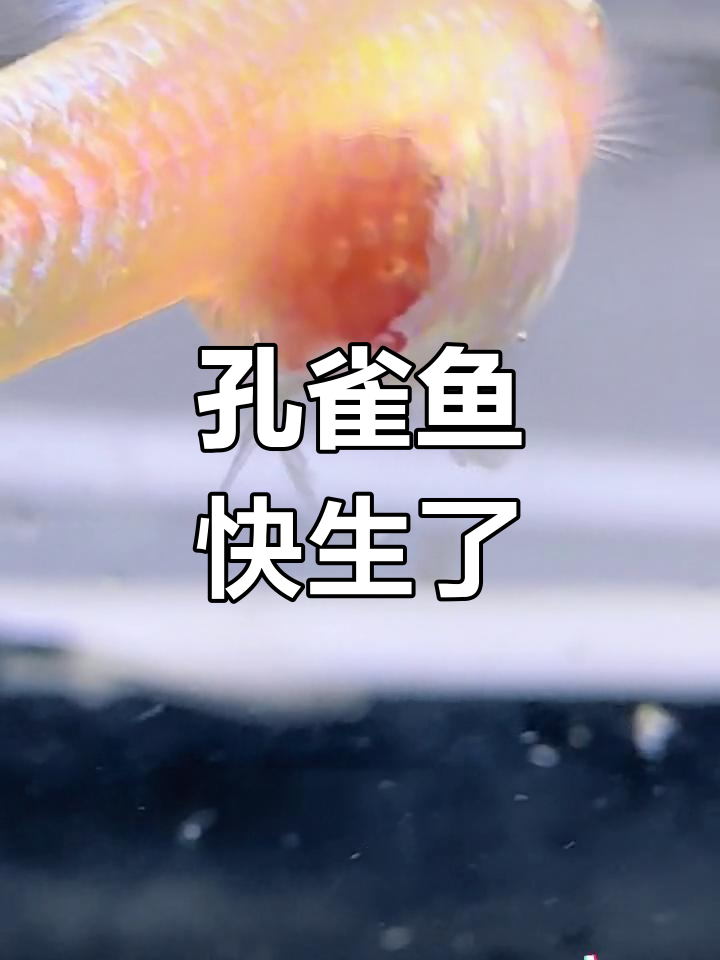 孔雀鱼临产征兆,肚子变大、胎斑明显