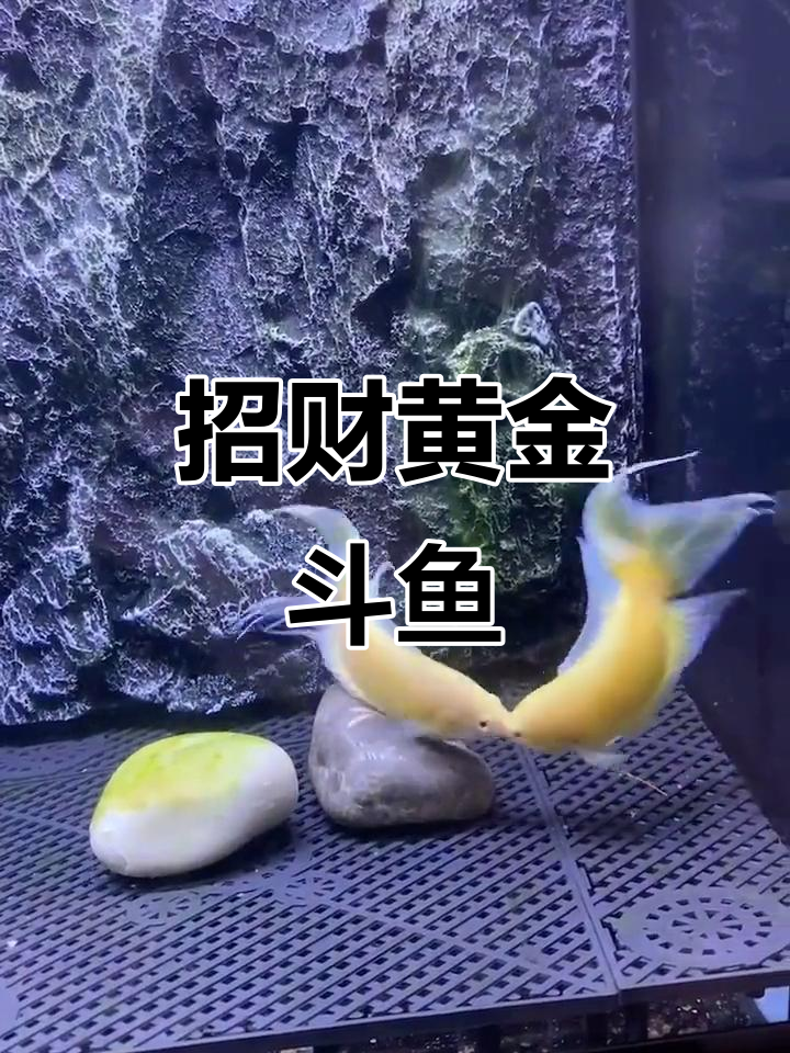 黄金斗鱼招财进宝,财运滚滚来