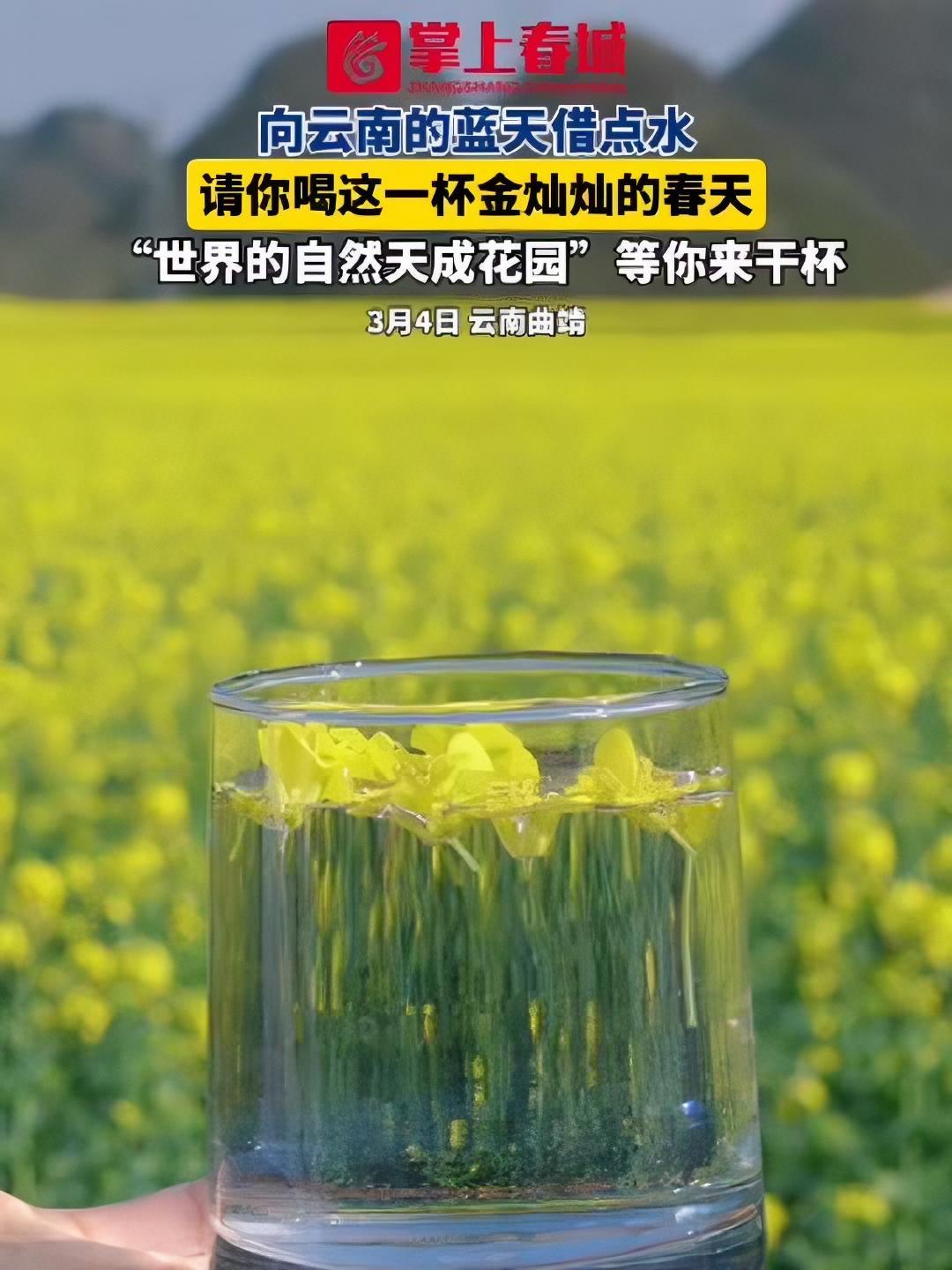 向云南的蓝天借点水,请你喝这一杯金灿灿的春天!“世界的自然天成花园”等你来干杯 油菜花 摄
