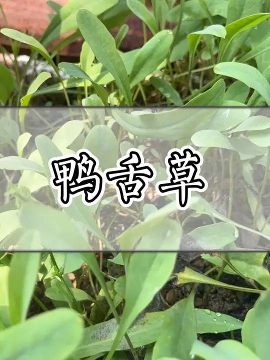 这种青草叫鸭舌草