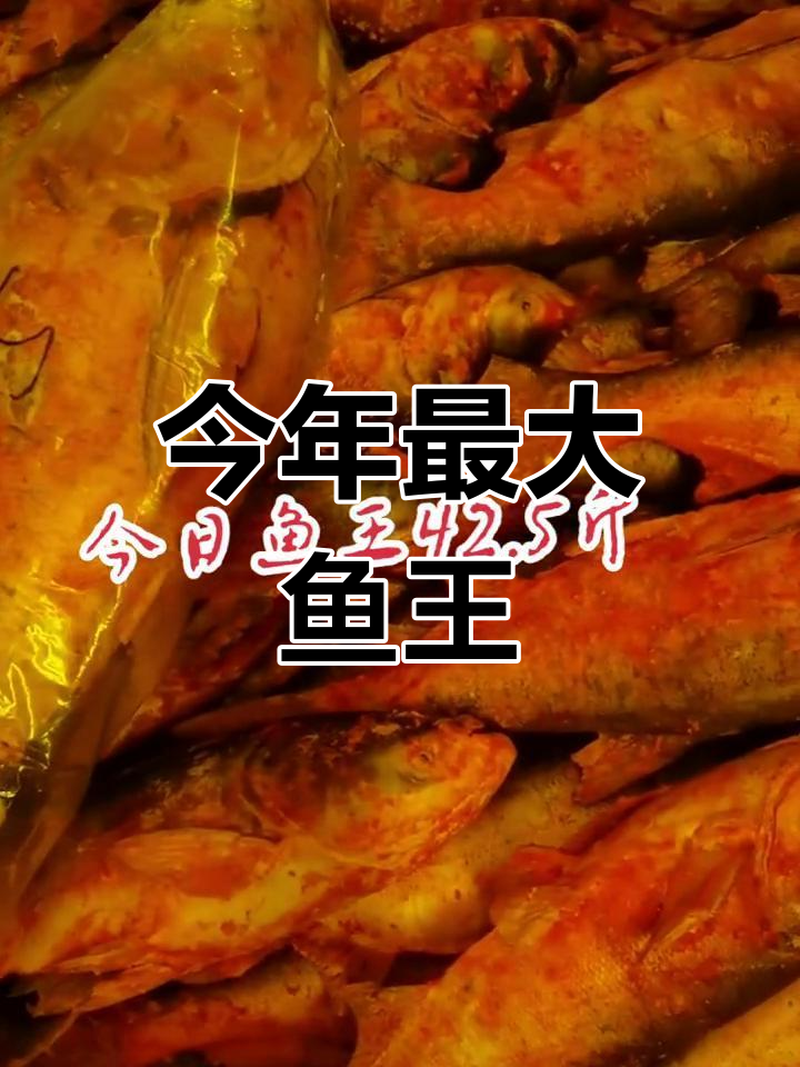 查干湖冬捕最大鱼王现身,42.5斤重