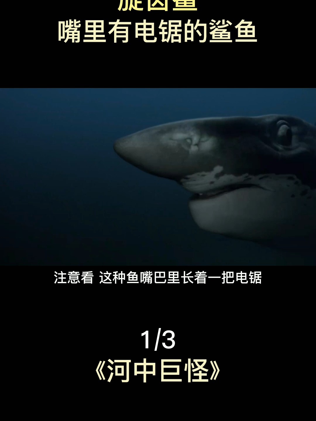 旋齿鲨:嘴里有电锯的鲨鱼,用电锯切开猎物
