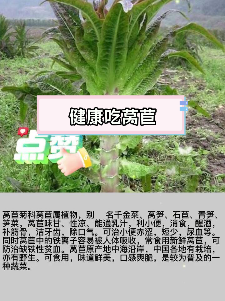 莴苣的营养价值与药用功效