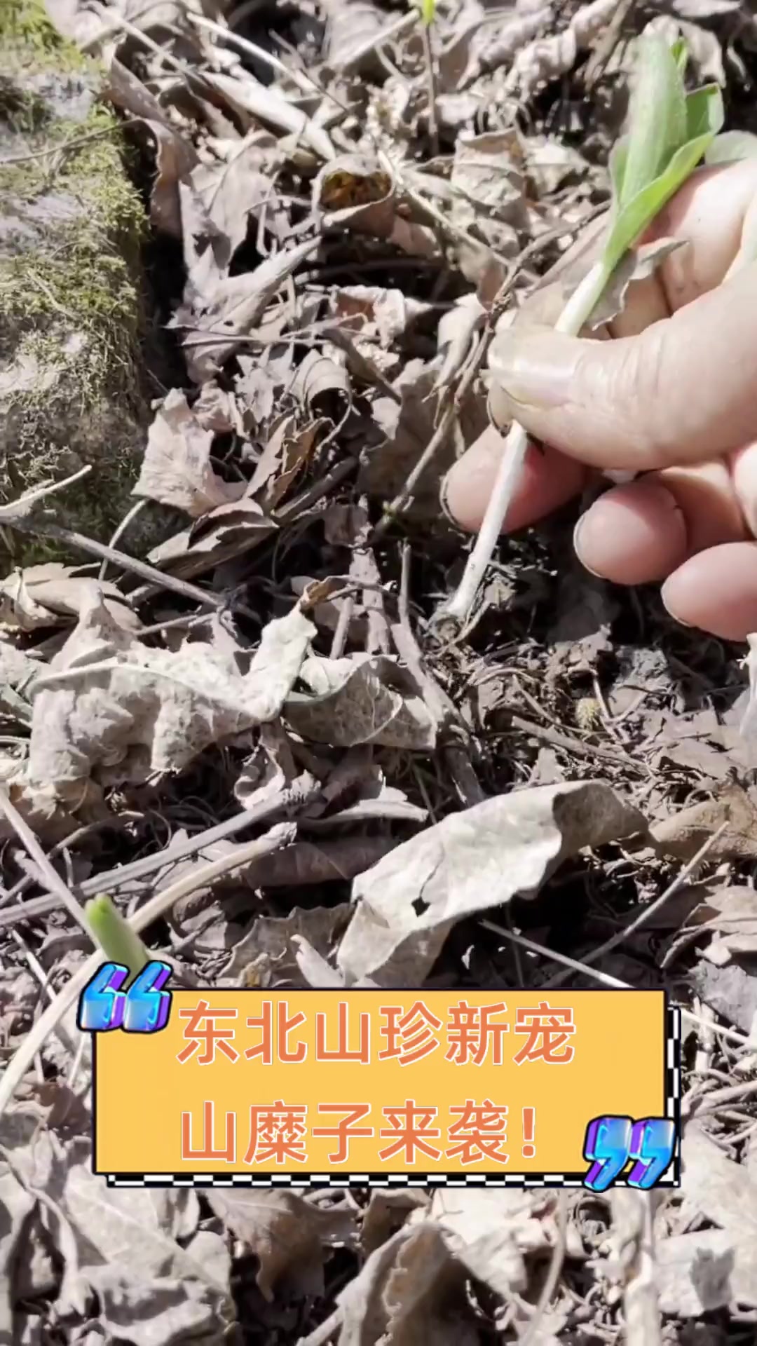 东北山珍新宠,山糜子来袭!
