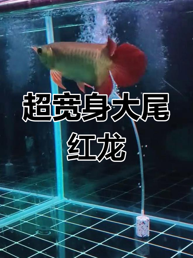 泗水芭艳红龙,品质天花板