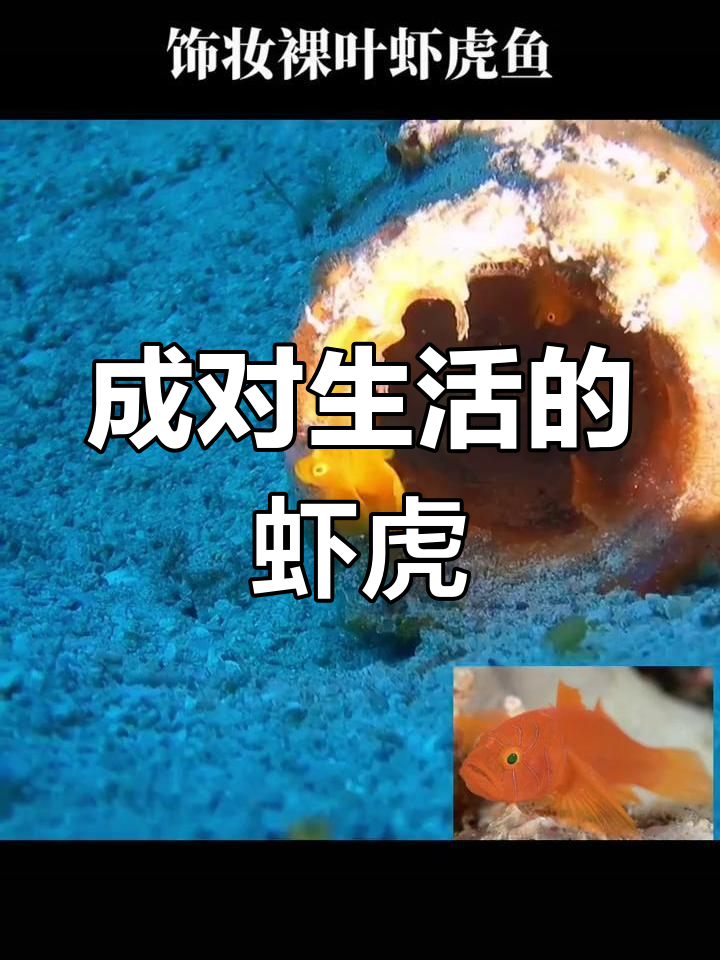 饰妆裸叶鰕虎鱼:夏季繁殖的神秘生物