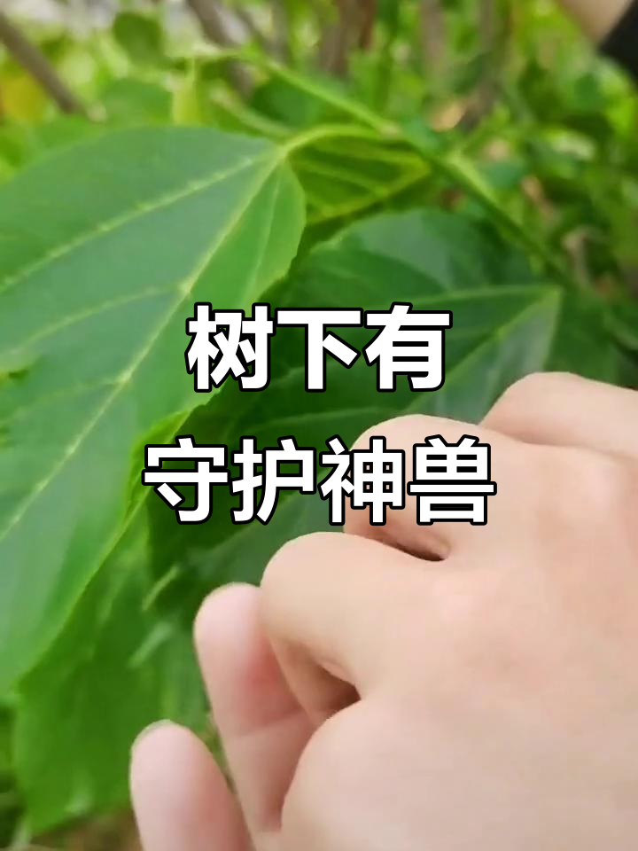 孔雀鱼养殖基地的守护神兽,成熟了不怕偷