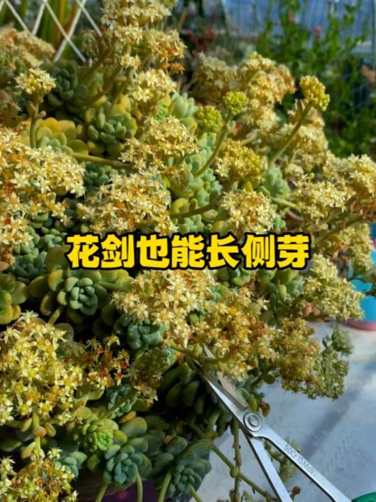 花剑也能长侧芽?