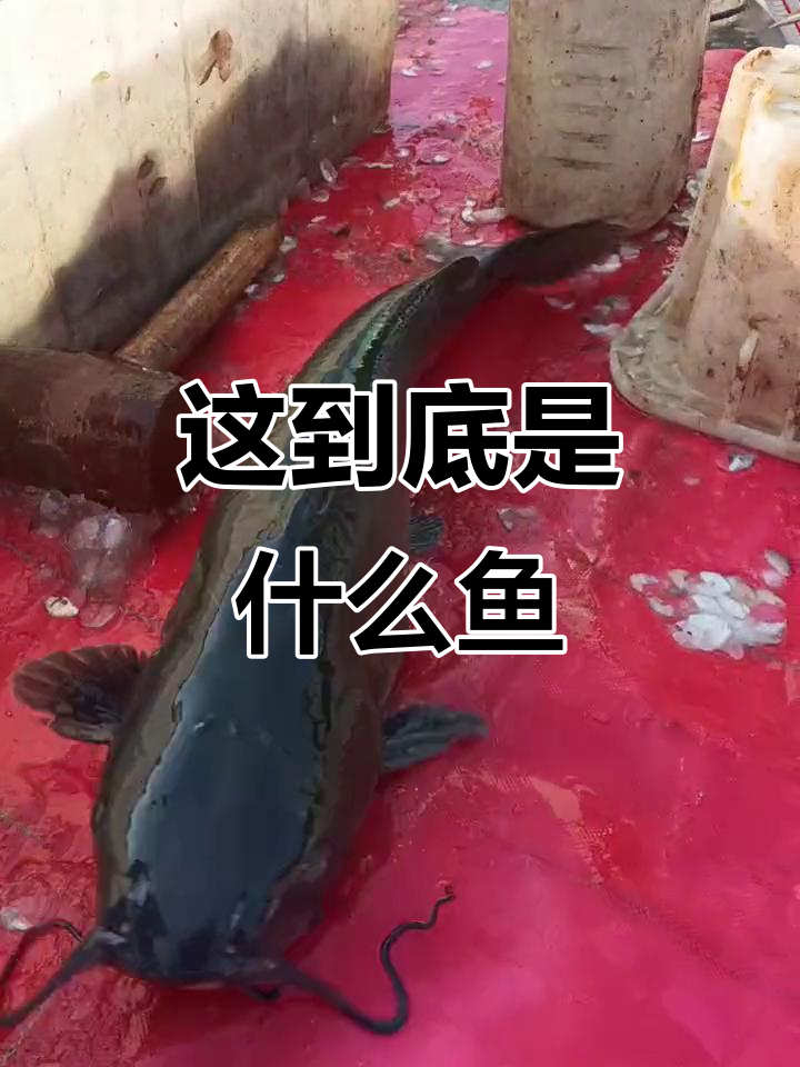 头像鲶鱼尾巴鲤,这是什么神奇鱼类?