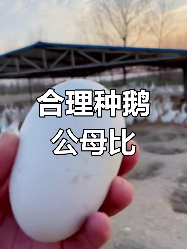 种鹅公母比例如何调整
