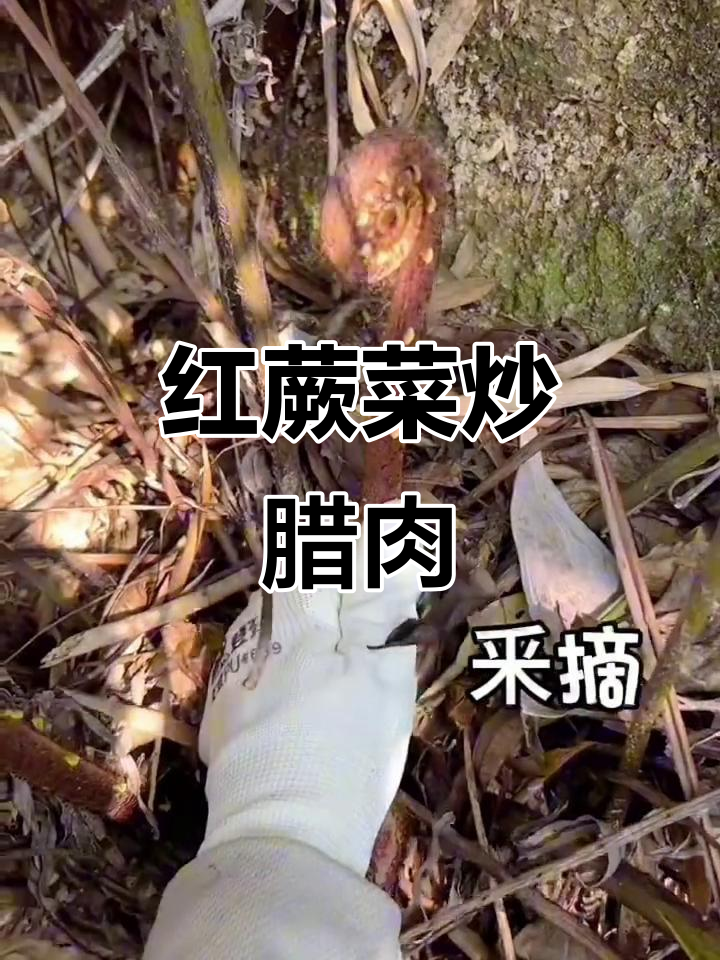 深山野味:红蕨菜炒腊肉,美味又健康