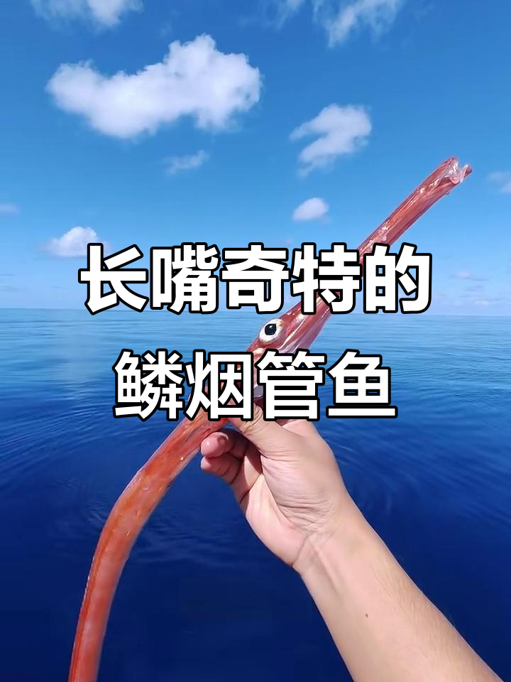 鳞烟管鱼:嘴巴超长,竟是这种奇特鱼类!