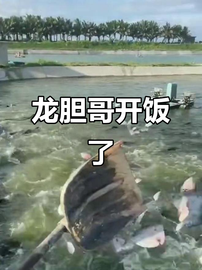龙胆石斑鱼养殖日常,喂猪崽也能这么有趣!