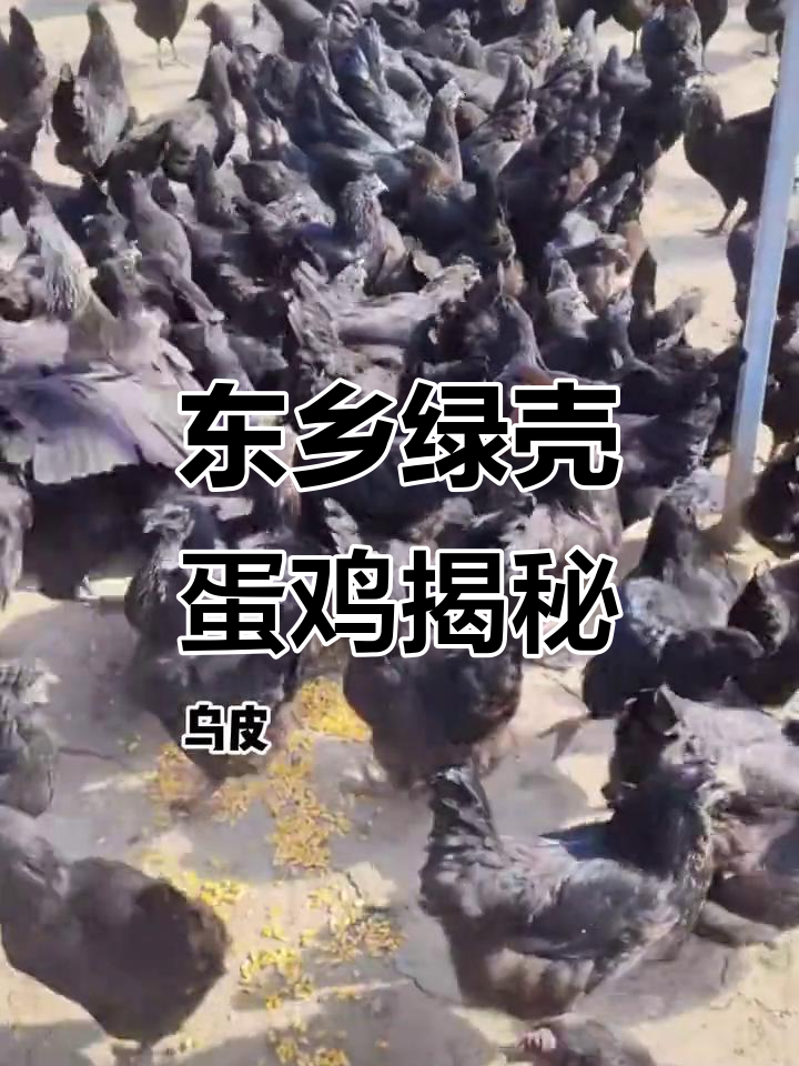 江西东乡绿壳蛋鸡:乌骨乌肉,营养价值高