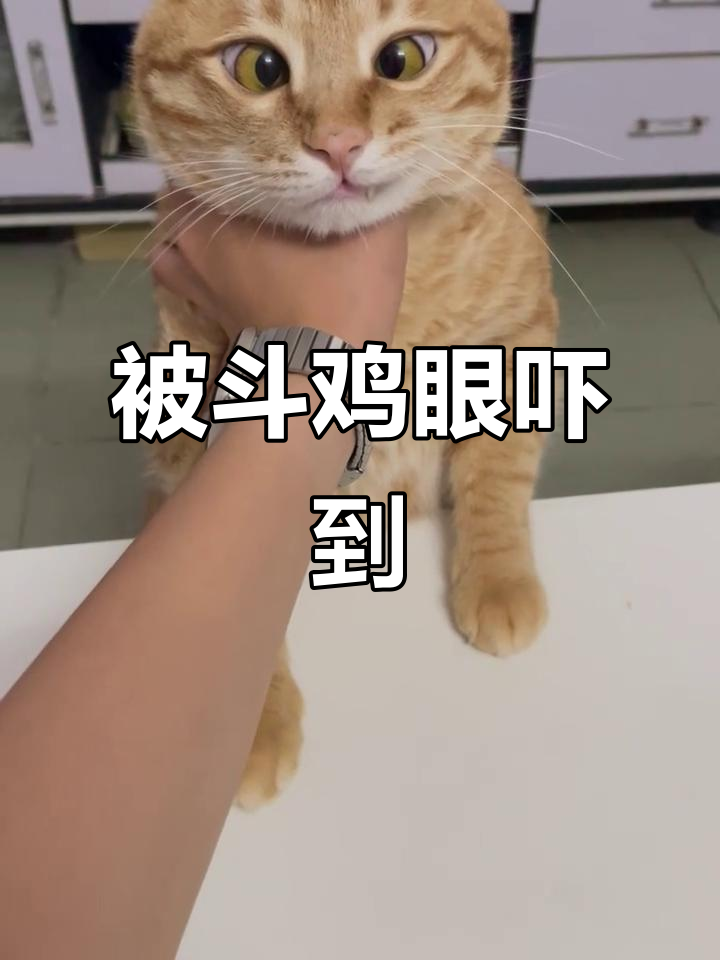 斗鸡眼威胁来袭,皮皮被吓得不敢动弹