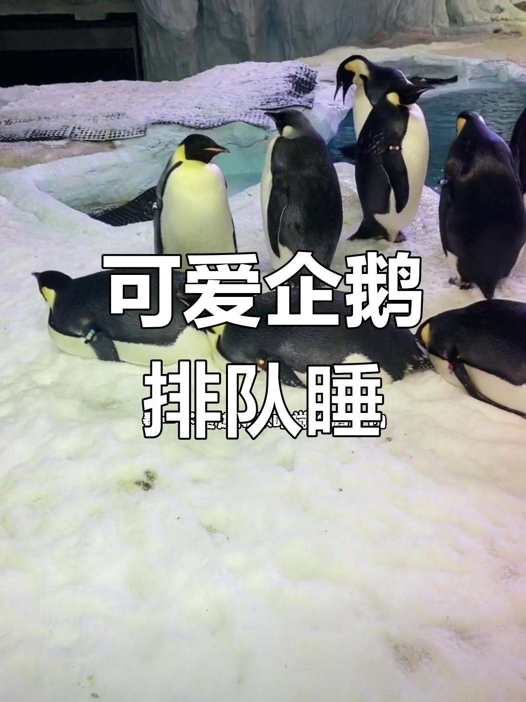 帝企鹅排队睡觉,萌态十足