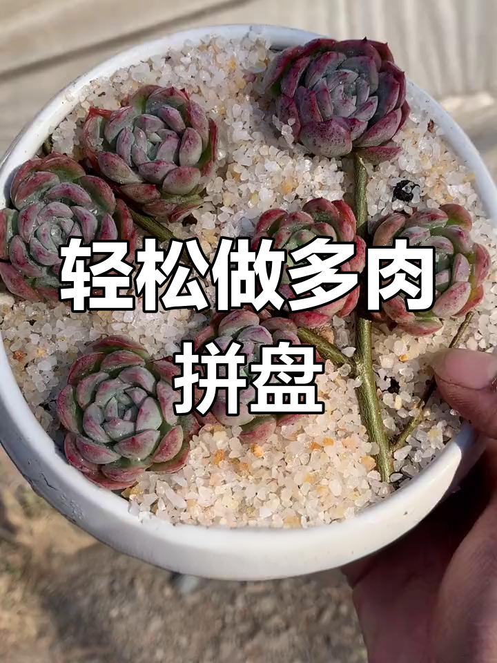 多肉拼盘创意制作技巧