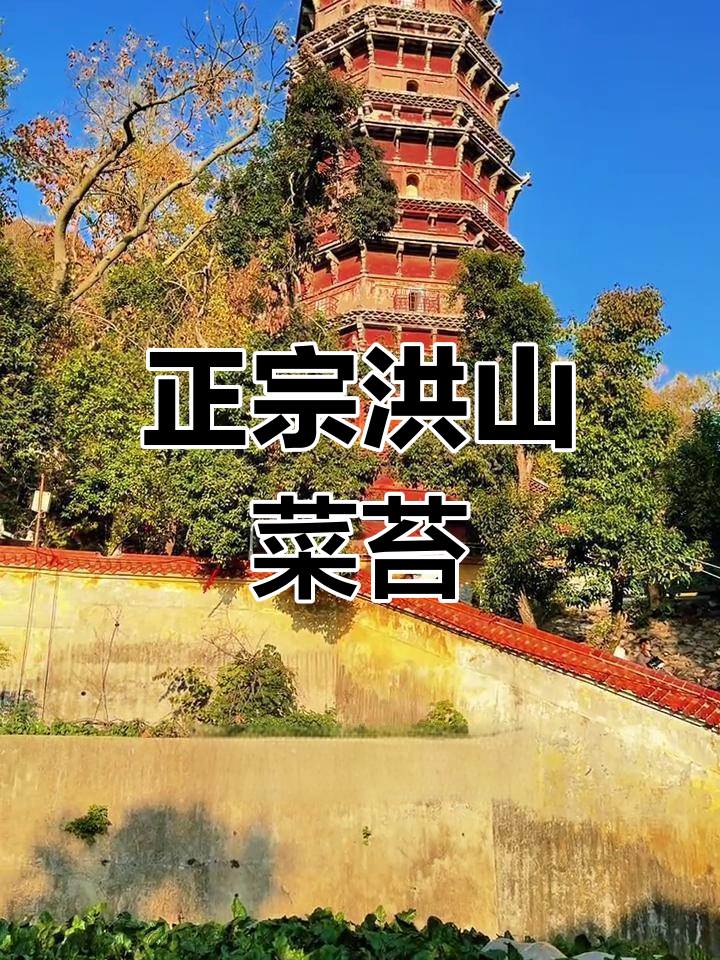 武汉宝通寺红菜苔,吃不起的珍稀美味