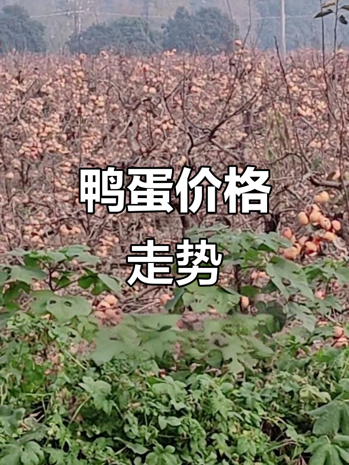 2025年鸭蛋价格稳定,各地差异明显
