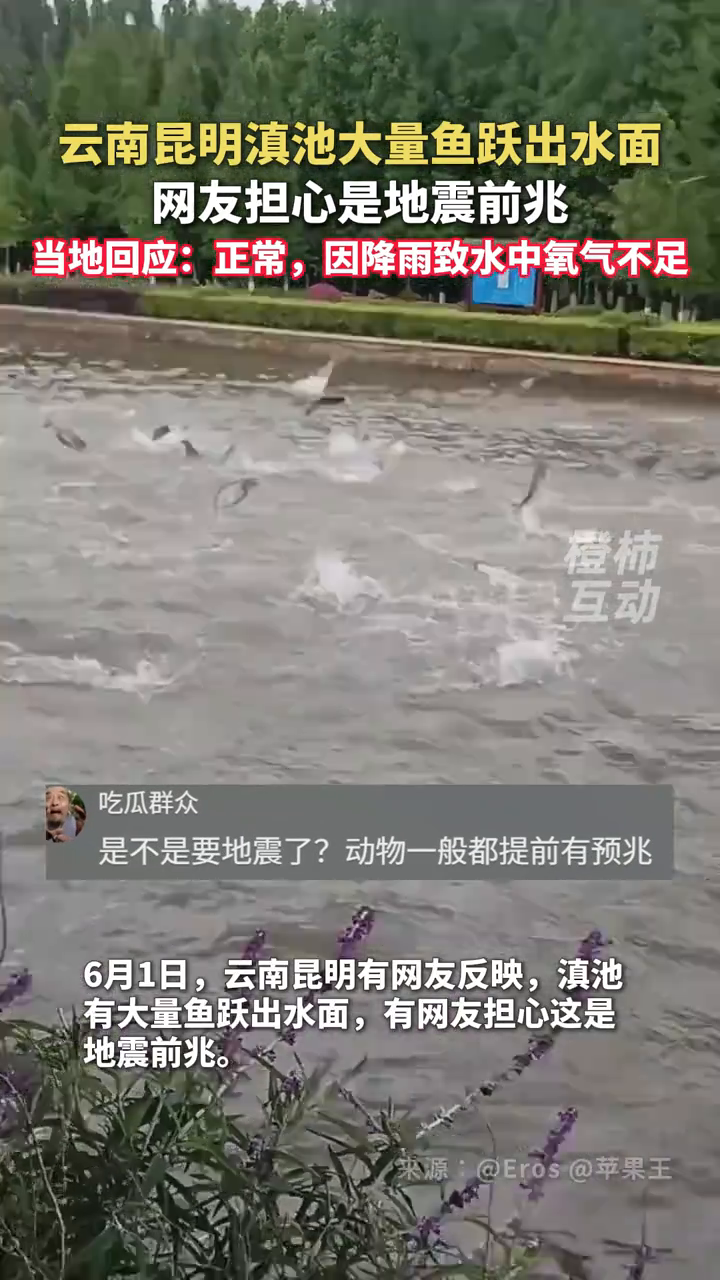 云南昆明滇池大量鱼跃出水面 当地回应:正常现象