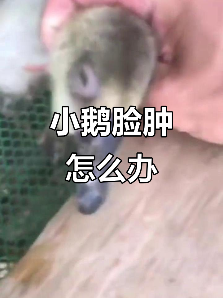 小鹅嘴角鼓包?可能是额窦炎,注意保暖和卫生