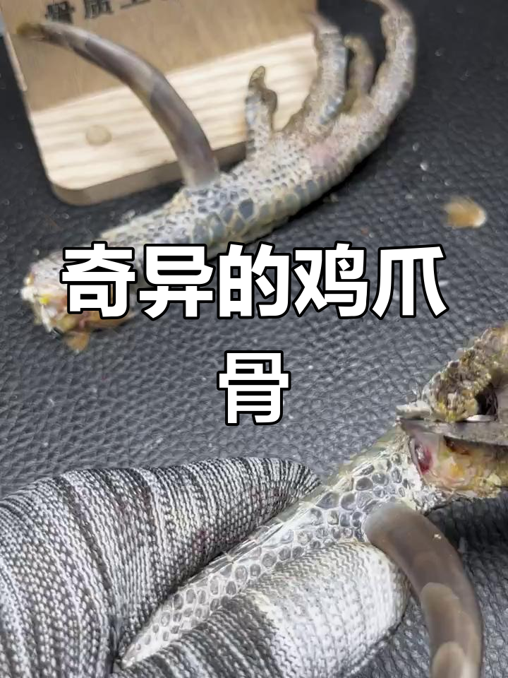 山东大哥花500元买奇异鸡爪,竟能值2千?看我们如何加工它