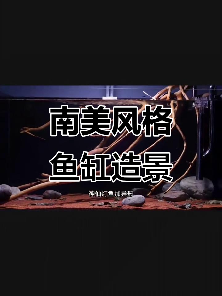 南美缸造景全纪录:从红沙到沉木,打造自然生态鱼缸