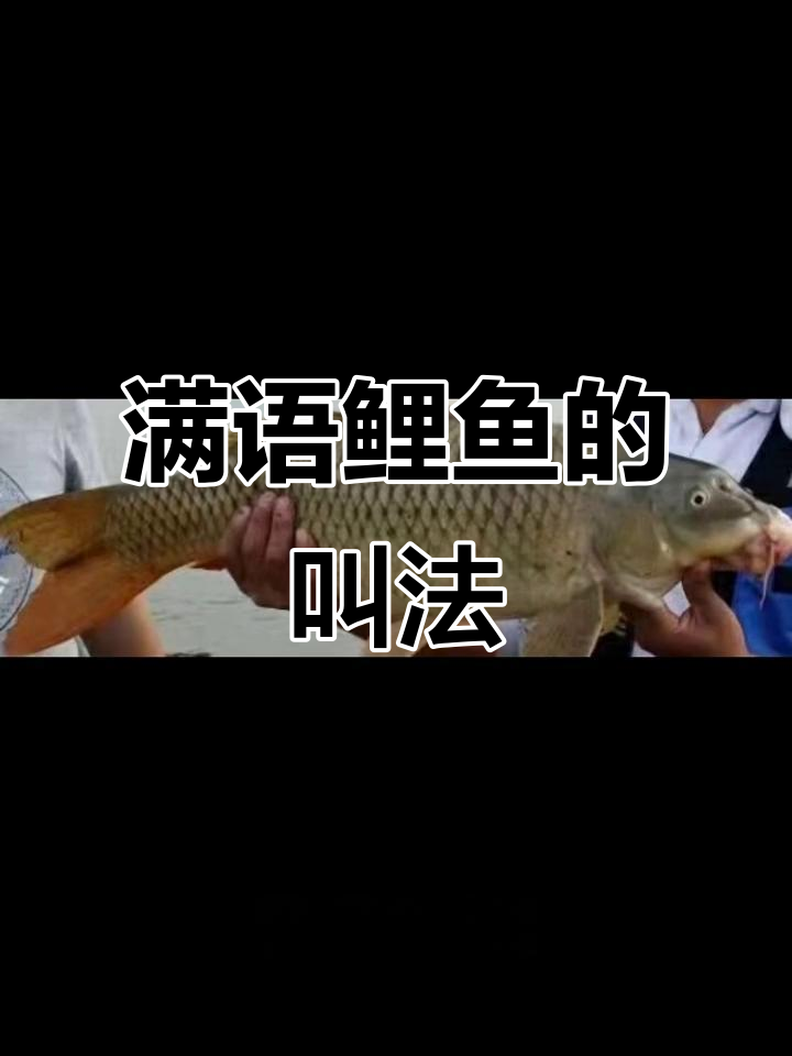满语中的鲤鱼怎么称呼?东北三花五罗十八子揭秘