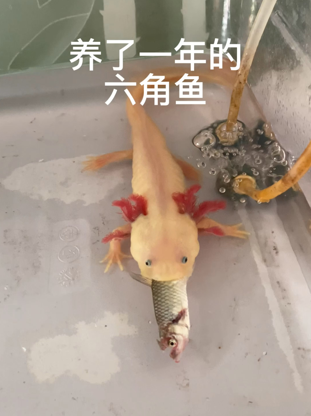 六角鱼吃小鱼