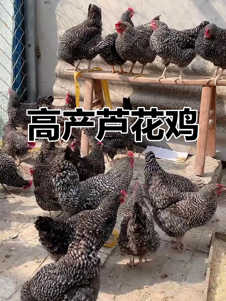 芦花鸡:土鸡之王,高产高营养,抗病力强