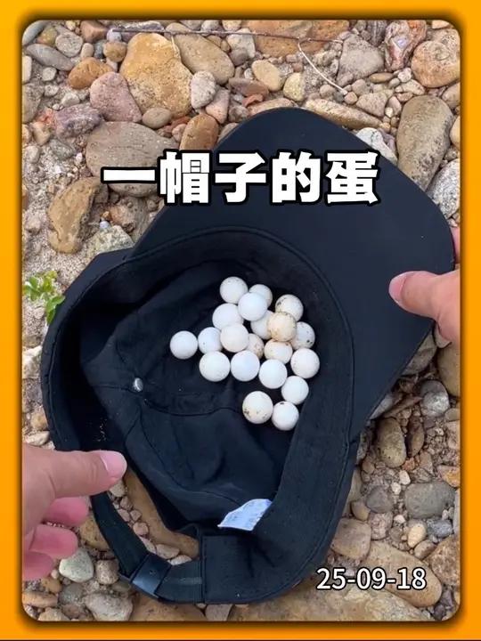 发财了!这些蛋能孵化的话主包赚死了!大家觉得主包能不能孵化