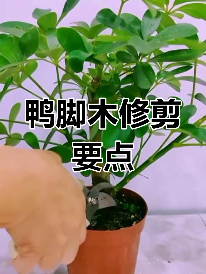 鸭脚木修剪技巧,打造完美盆栽造型