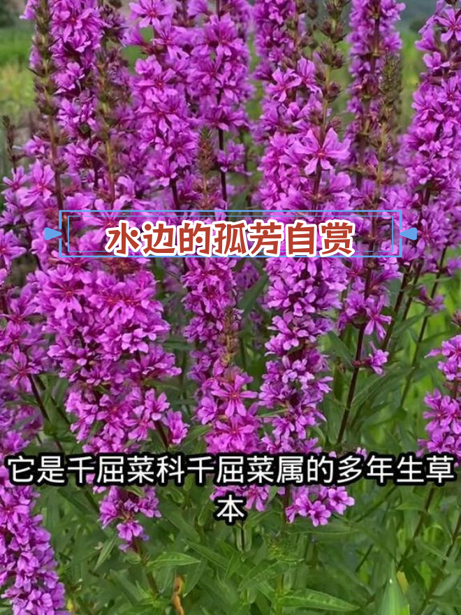 千曲菜:孤独之美的水边植物