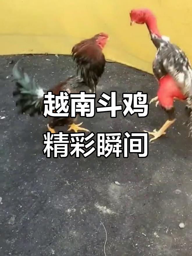 越南斗鸡高手对决,铁线灰鬼子展现惊人重腿技巧