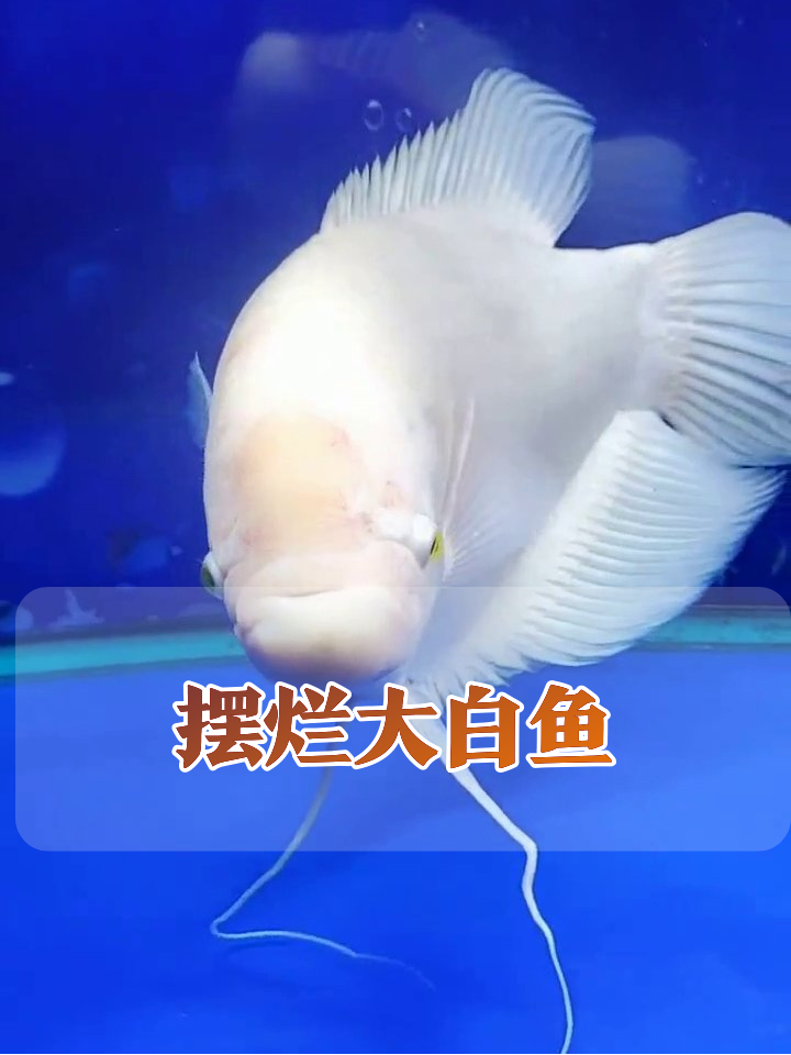 鱼缸显眼包！大白鱼的摸鱼日常太真实了