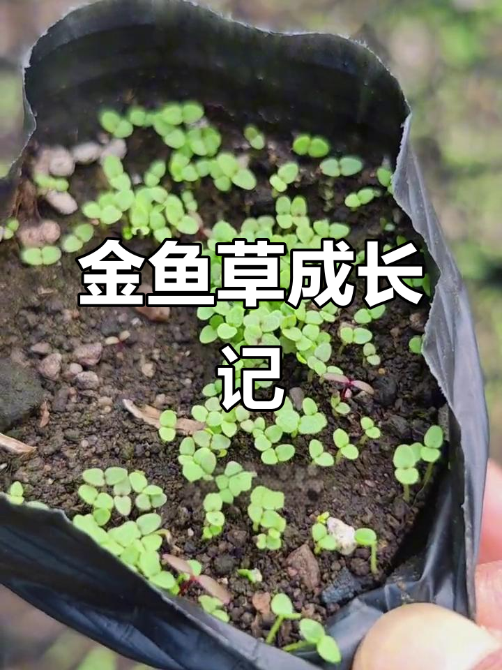 金鱼草种子发芽过程揭秘，如何从圆叶到开花