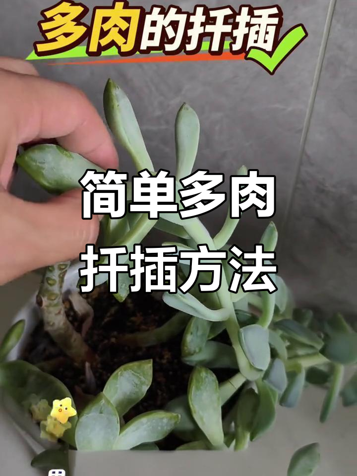 多肉植物扦插技巧,轻松学会叶片繁殖法