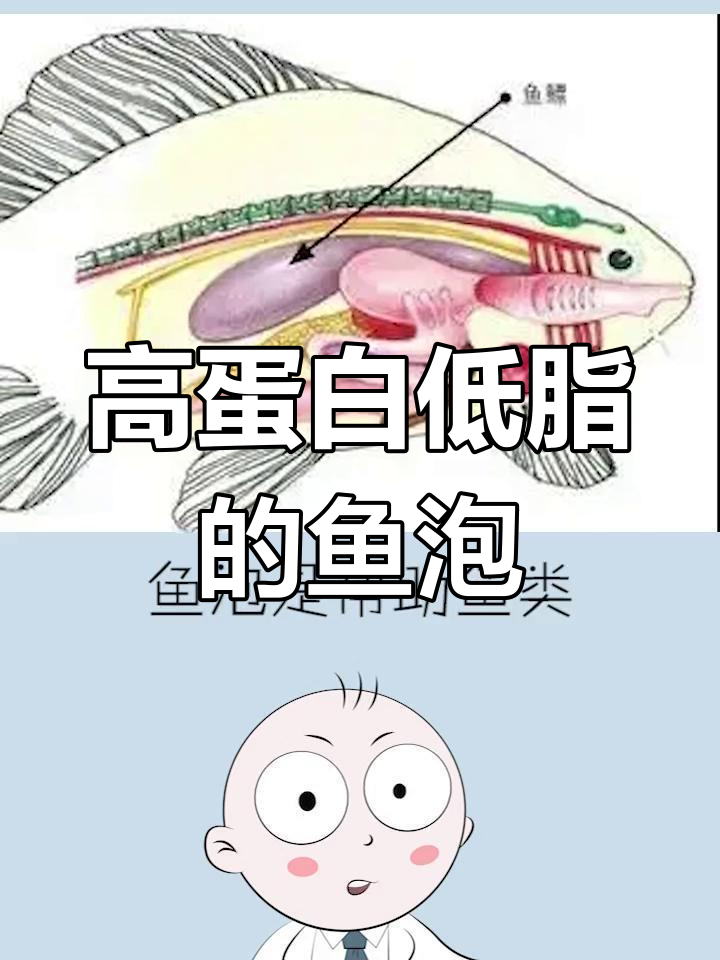 鱼泡的营养价值,别错过这个高蛋白食材