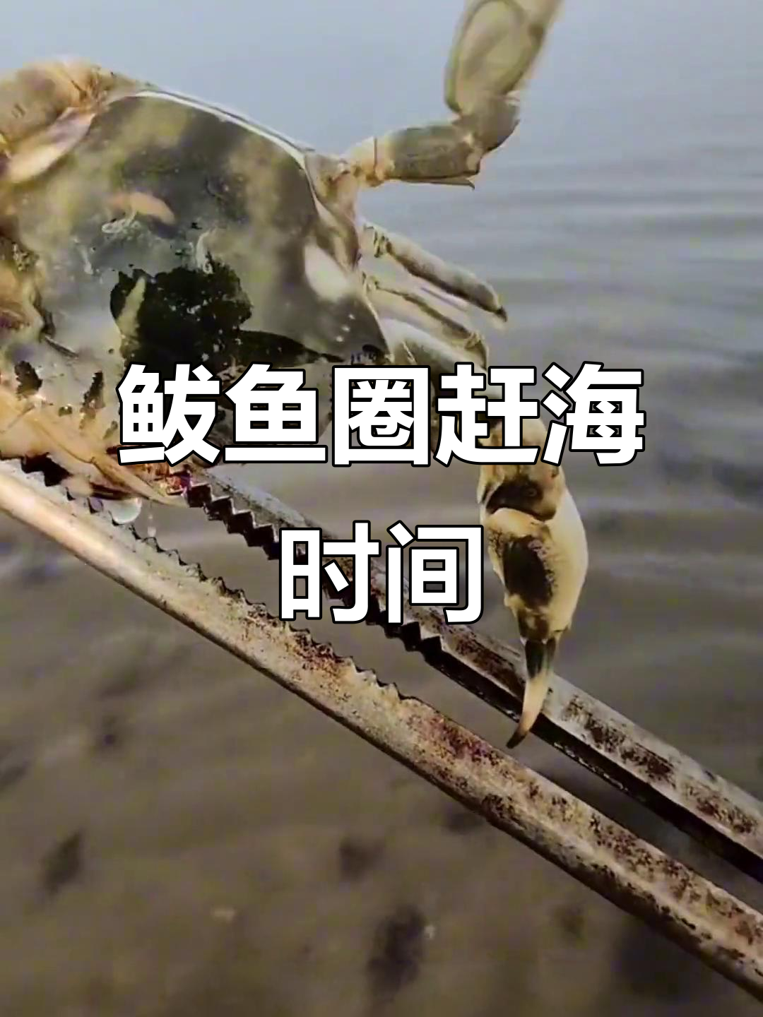 鲅鱼圈海边赶海攻略，29号后潮水更佳