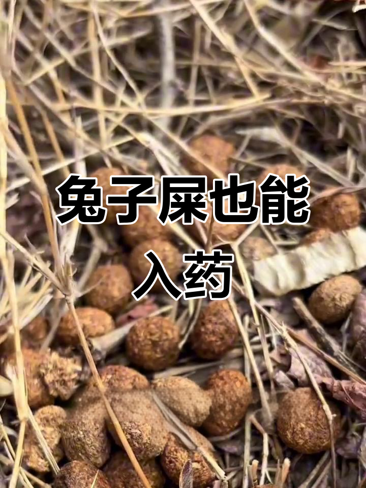野兔粪便竟是珍贵药材,望月沙的秘密你知道吗?