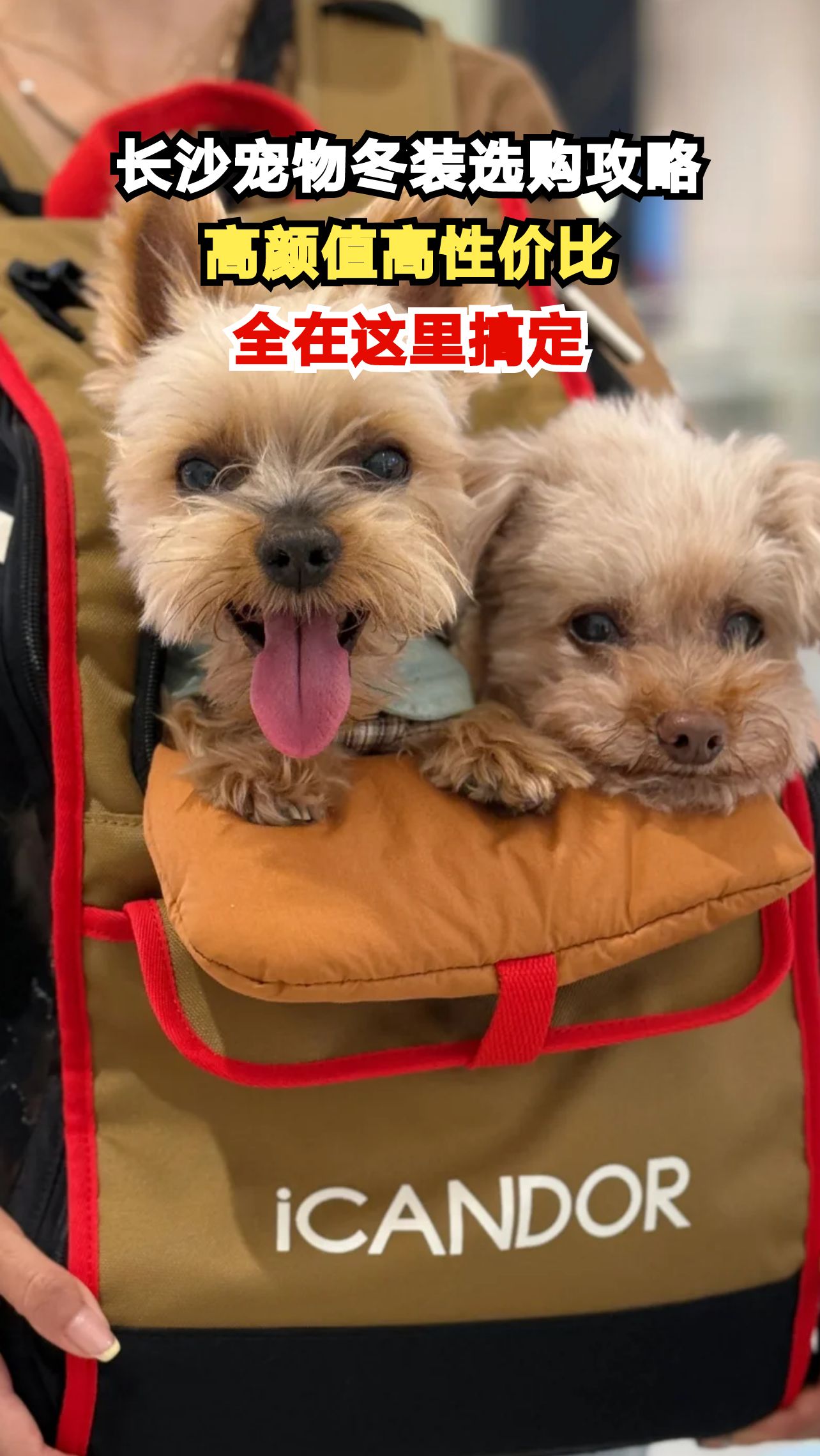 长沙宠物冬装选购指南，高颜值高性价比全解析