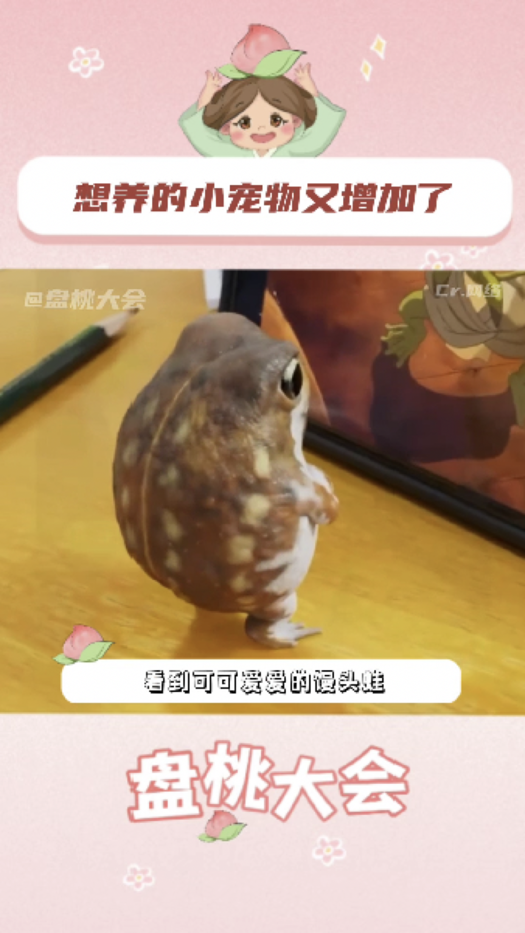 原来我不是讨厌青蛙,只是不喜欢丑东西啊!馒头蛙 可爱 萌宠