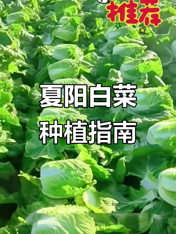 夏季种白菜,选对品种,轻松收获美味!