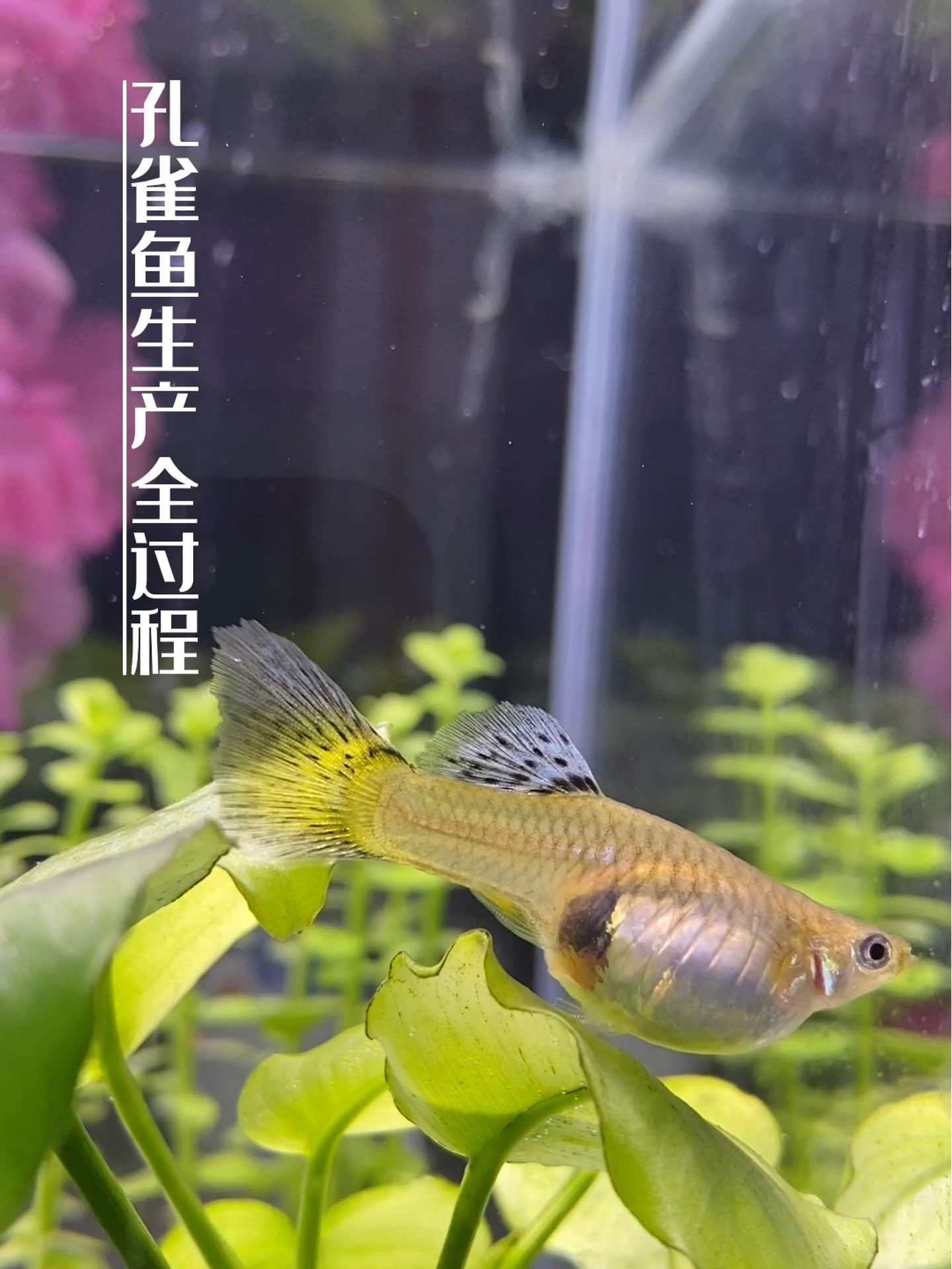 记录????孔雀鱼????生鱼宝宝全过程!见证新生命诞生～孔雀鱼宝宝 新生命的诞生让人有多感动
