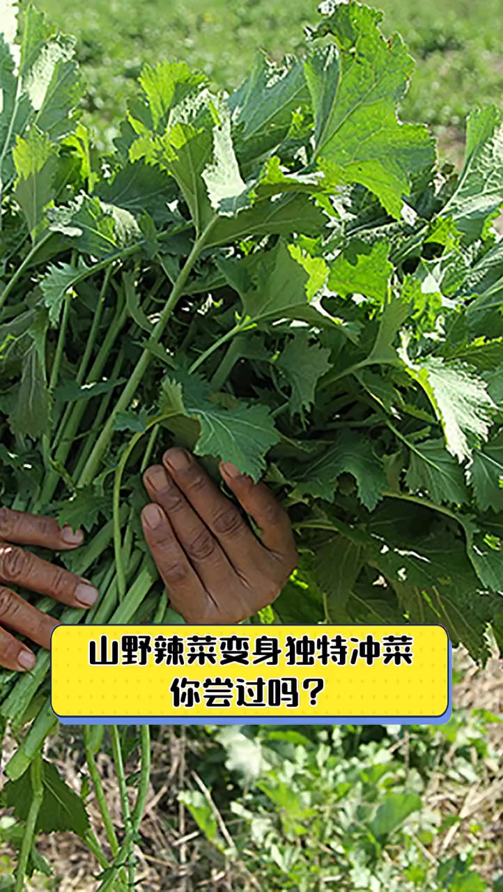 山野辣菜变身独特冲菜,你尝过吗?