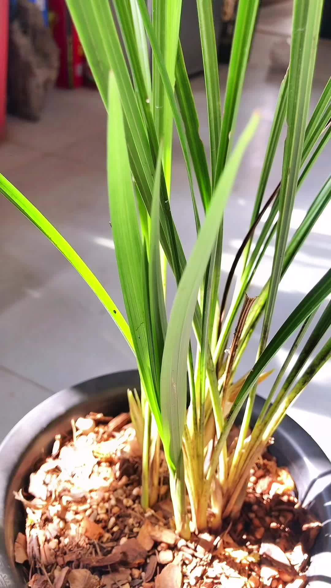 云南春兰中最具特色的一类春兰，香豆瓣兰，众所周知豆瓣兰是春兰的一个亚种系，大多数豆瓣兰，因