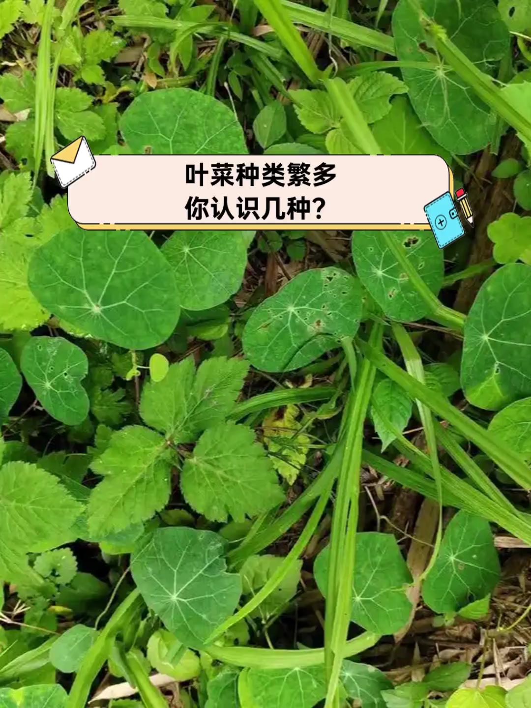 叶菜种类繁多,你认识几种?